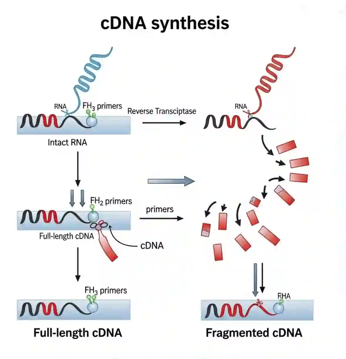 شماتیک مقایسه سنتز cDNA از رشته RNA سالم (Intact RNA) و رشته RNA تخریب شده (Degraded RNA)، با نمایش قطعات کوتاه‌تر cDNA حاصل از RNA تخریب شده.