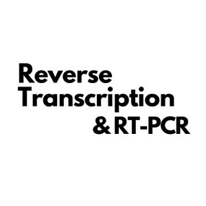 Reverse Transcription & RT-PCR