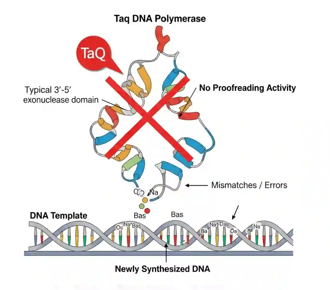 شماتیک آنزیم Taq DNA پلیمراز در حال سنتز رشته DNA جدید، با یک علامت ضربدر بزرگ روی ناحیه Proofreading (تصحیح خوانش) برای نشان دادن عدم وجود فعالیت اگزونوکلئاز '3-'5، و اشاره به تولید خطاهای احتمالی یا عدم تطابق‌ها.