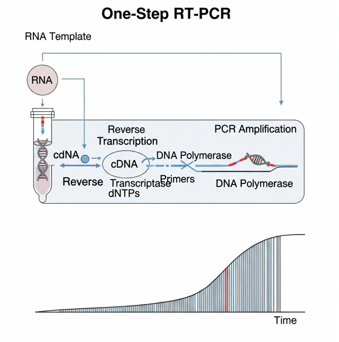شماتیک فرآیند One-Step RT-PCR که مراحل رونویسی معکوس RNA به cDNA و سپس تکثیر PCR را در یک لوله واحد و در یک برنامه زمانی پیوسته نشان می‌دهد، همراه با نمودار افزایش محصول DNA.